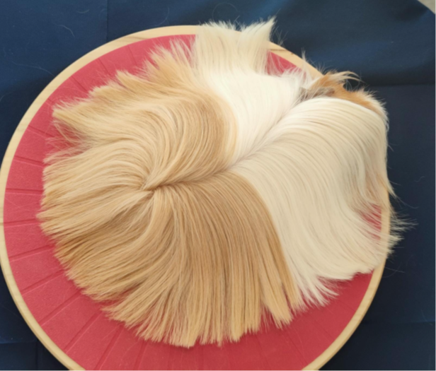 cavia peruviana in esposizione