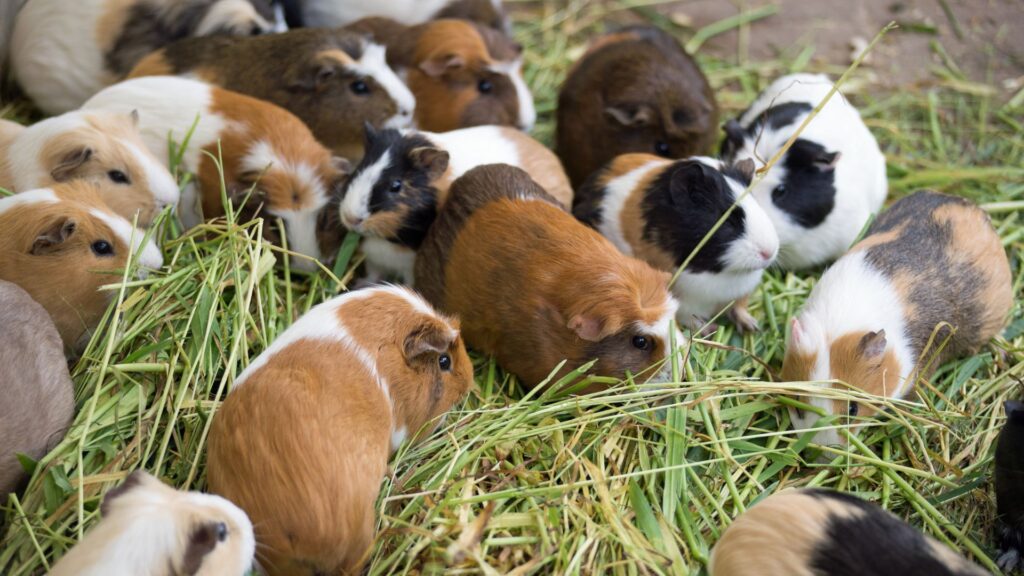 un gruppo di cavie allevate all'aperto