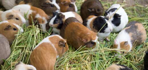 un gruppo di cavie allevate all'aperto